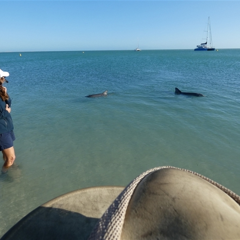 Tursiops aduncus