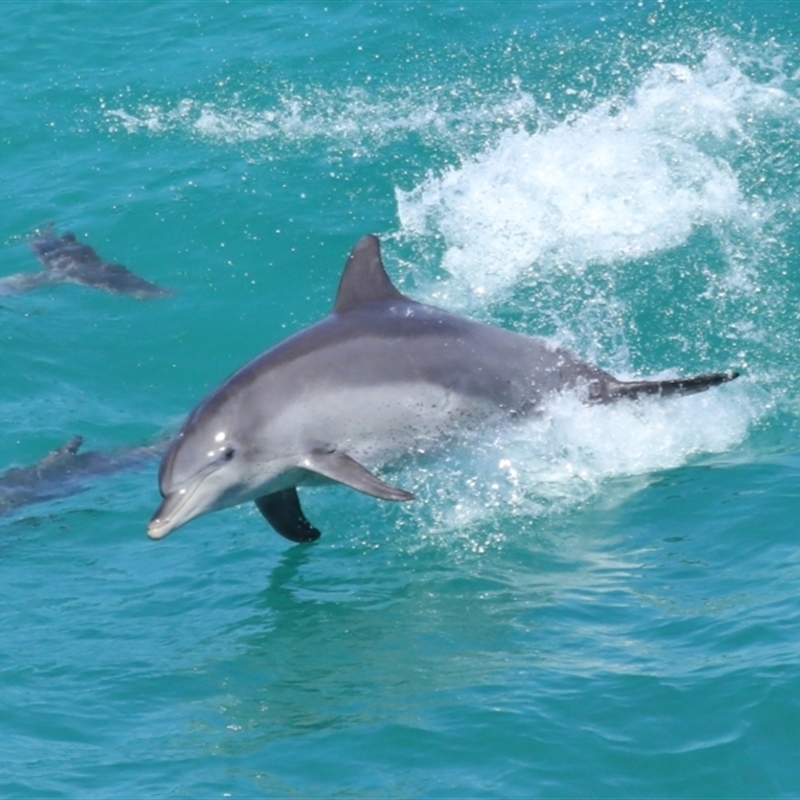 Tursiops truncatus