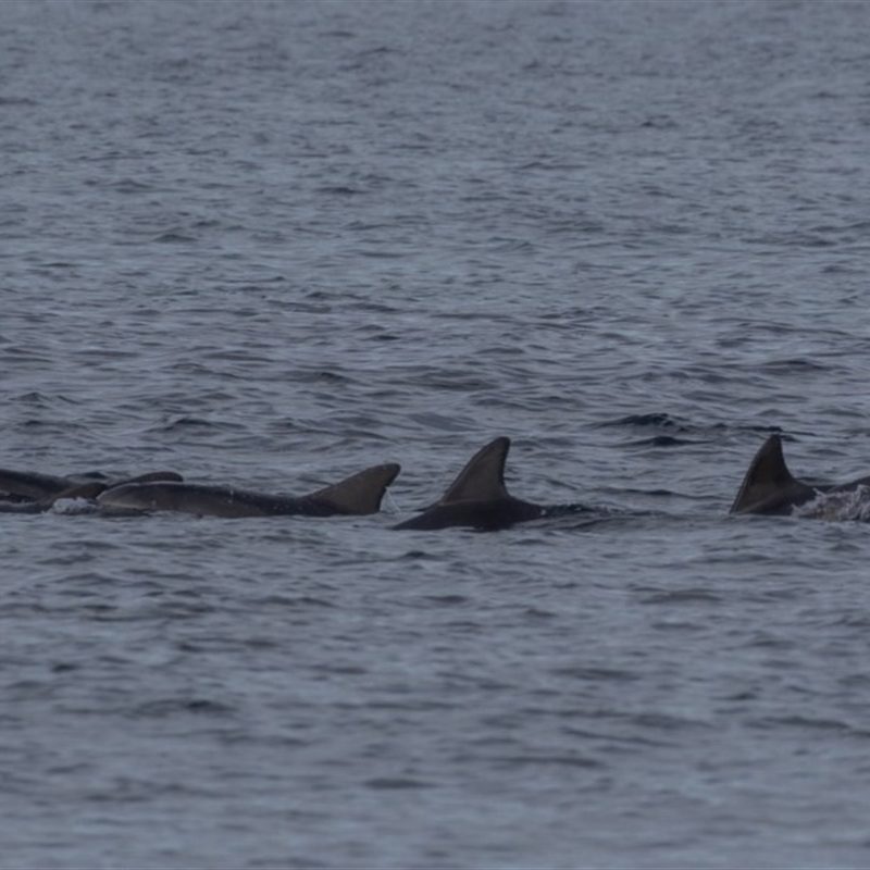 Tursiops truncatus