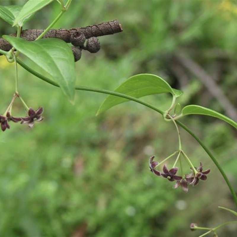 Vincetoxicum barbatum