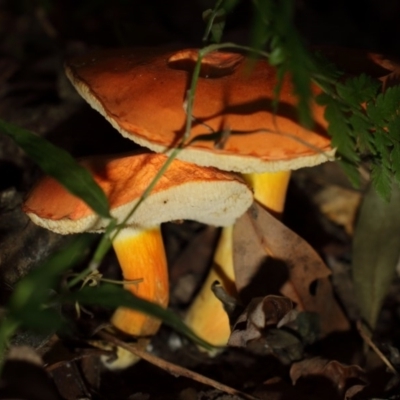 Tylopilus balloui (group)