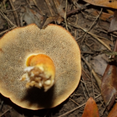 Tylopilus balloui (group)