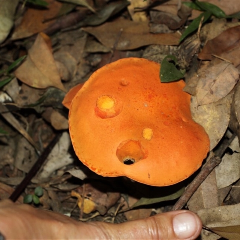 Tylopilus balloui (group)