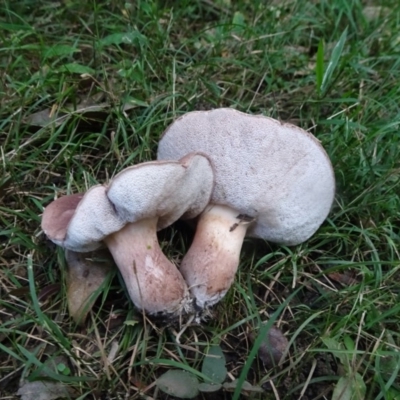 Tylopilus sp.