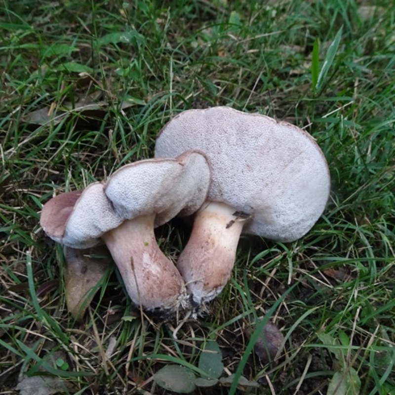 Tylopilus sp.