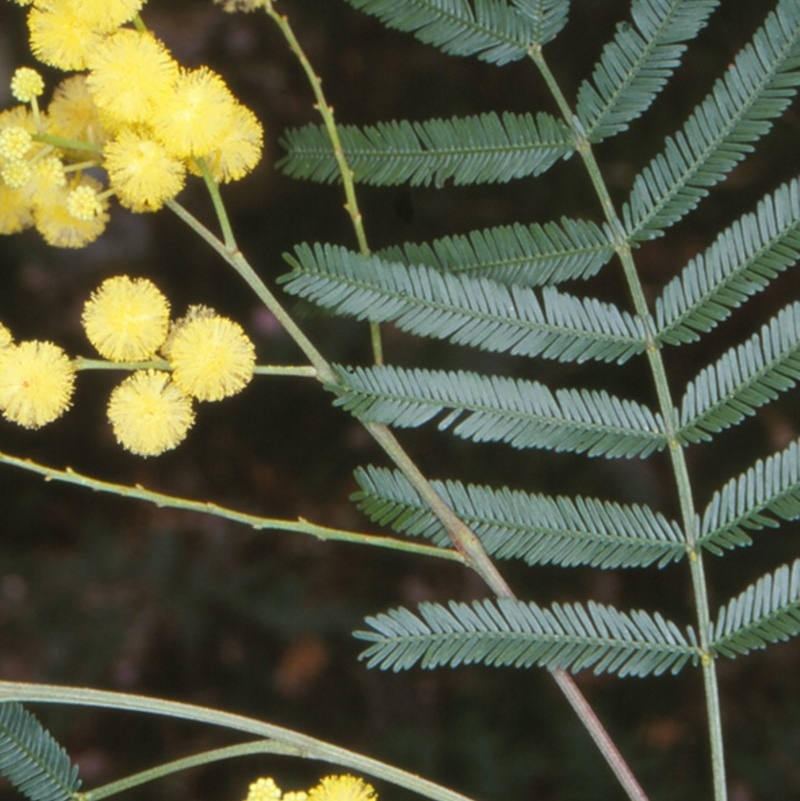 Acacia parramattensis