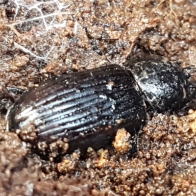 Aulacocyclus sp. (genus)