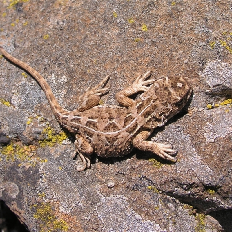 Tympanocryptis osbornei