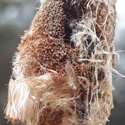 Typha latifolia