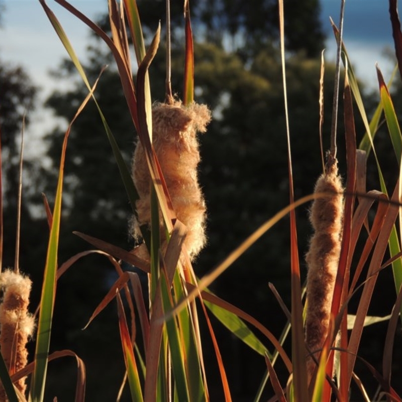 Typha orientalis