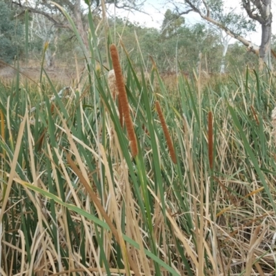 Typha sp.