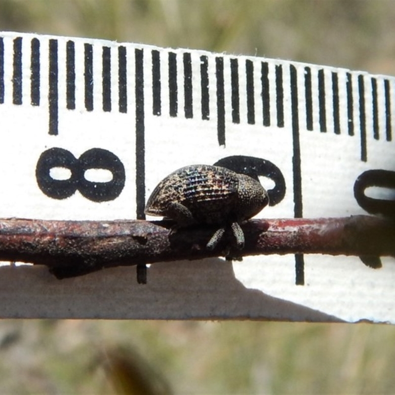 Tyrtaeosus sp. (genus)