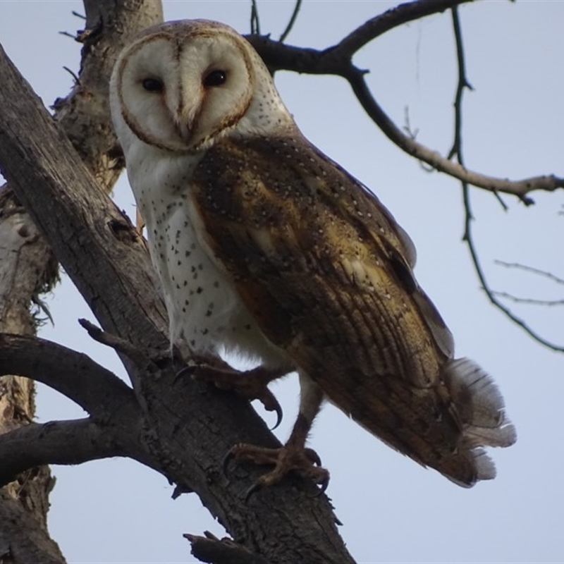 Tyto alba