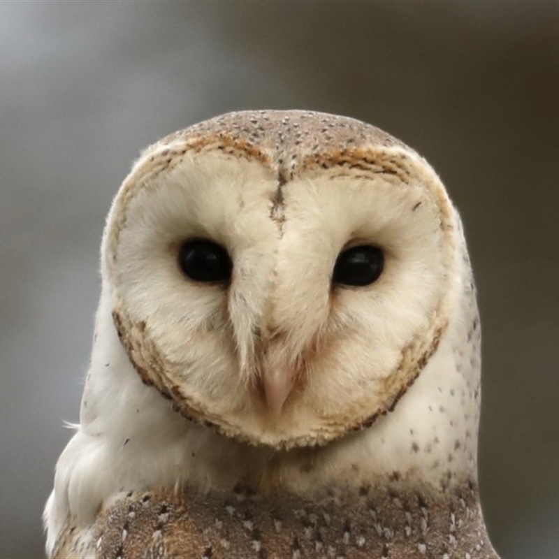 Tyto alba