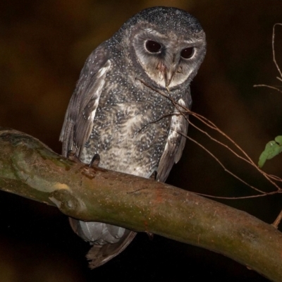 Tyto tenebricosa