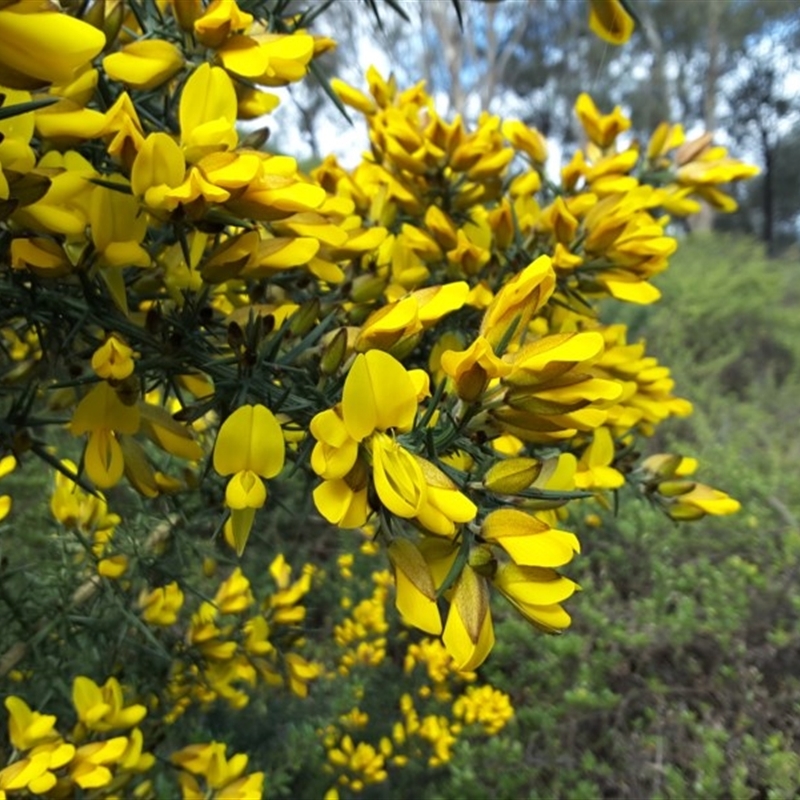 Ulex europaeus