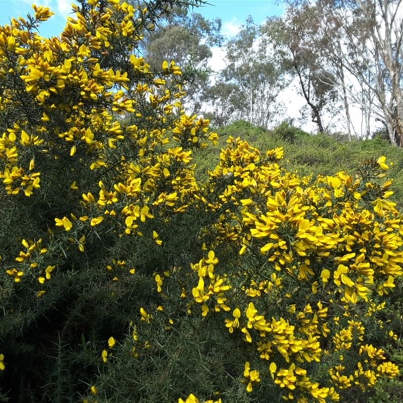 Ulex europaeus