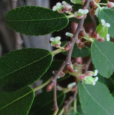 Ulmus parvifolia