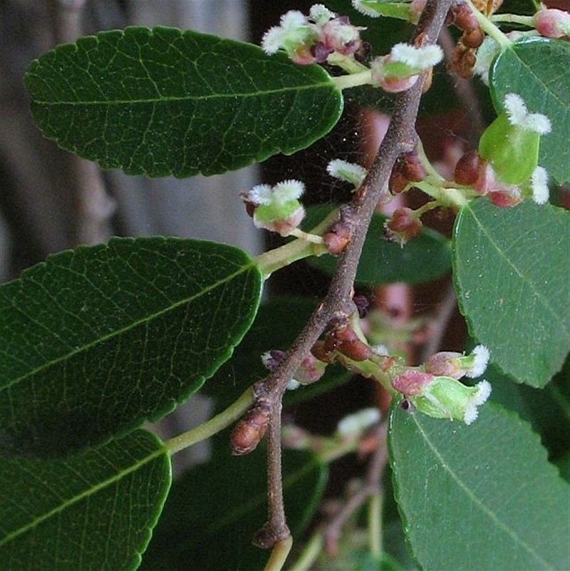 Ulmus parvifolia