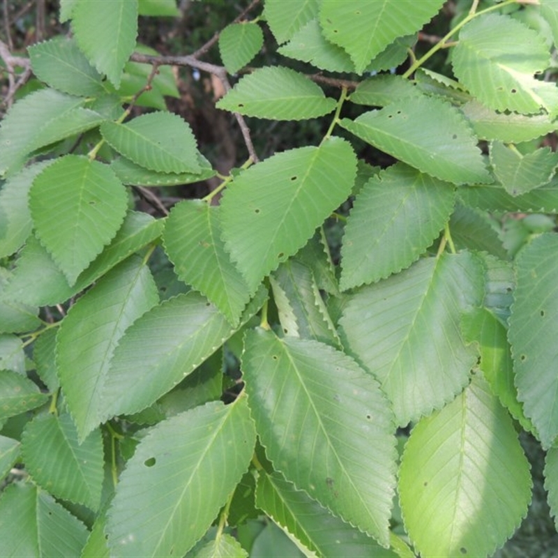 Ulmus procera