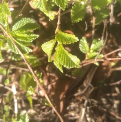 Ulmus sp.