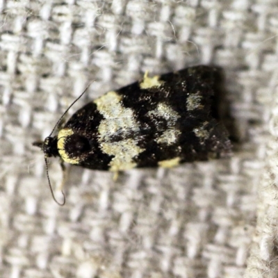 Dichelia cosmopis