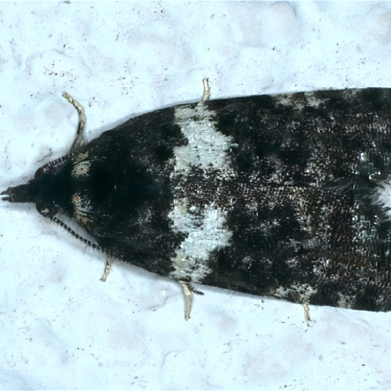 Dichelia cosmopis