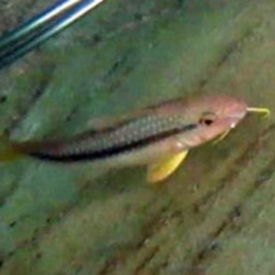 Upeneichthys vlamingii