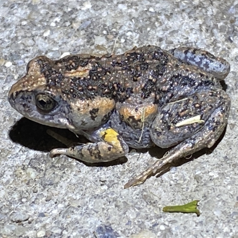 Uperoleia laevigata