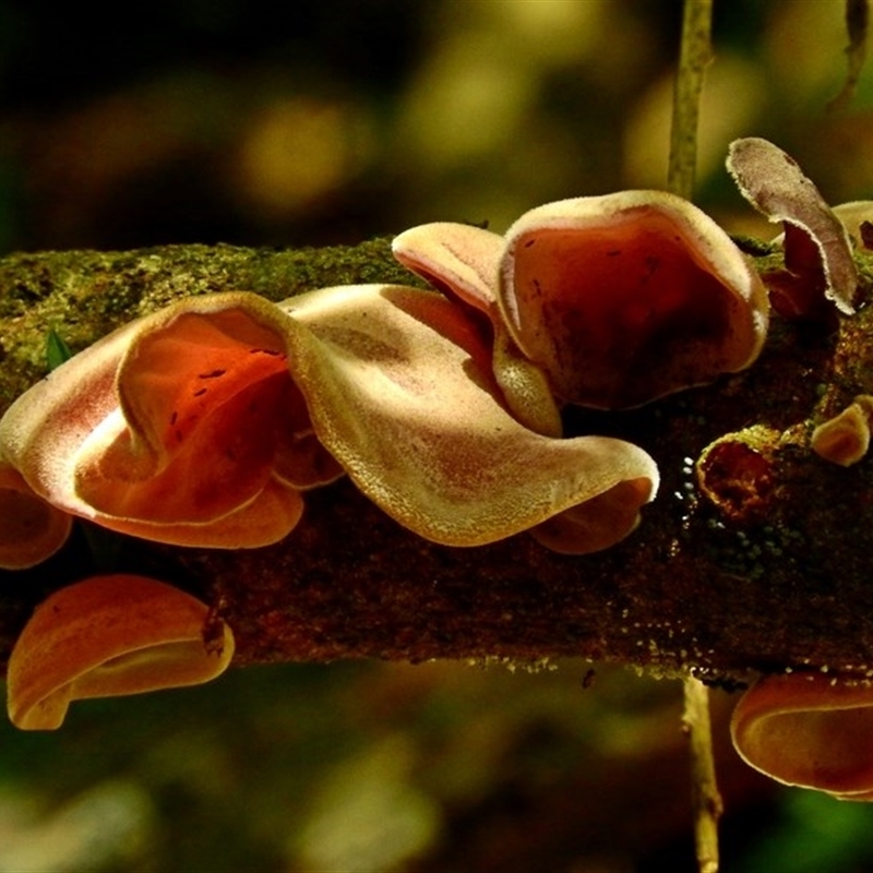 Auricularia cornea