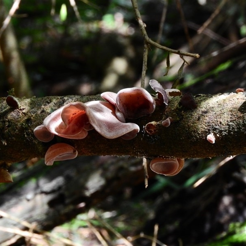 Auricularia cornea