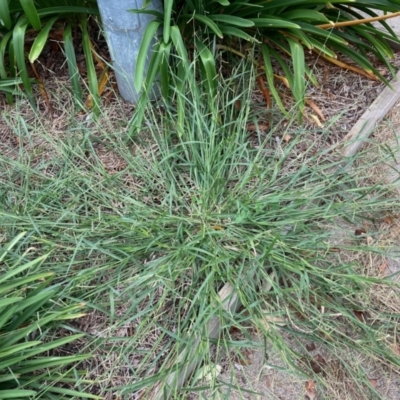 Urochloa piligera