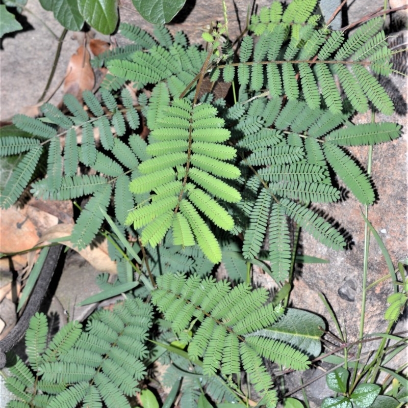 Acacia parvipinnula