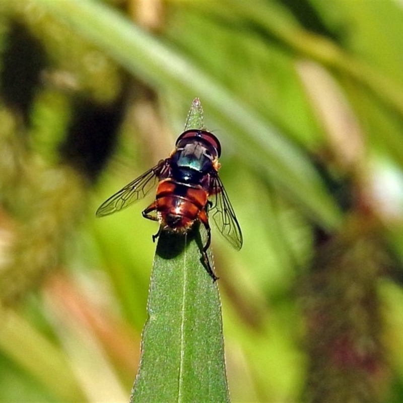 Austalis copiosa