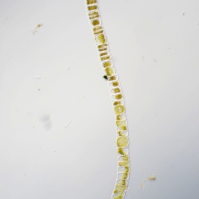 Uronema confervicolum