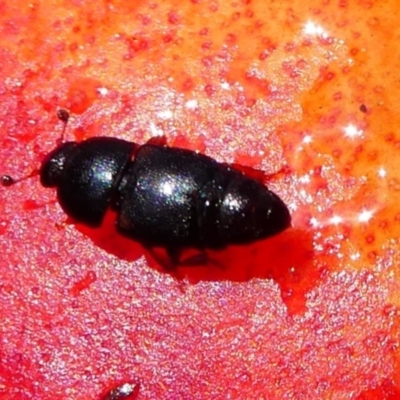 Urophorus humeralis