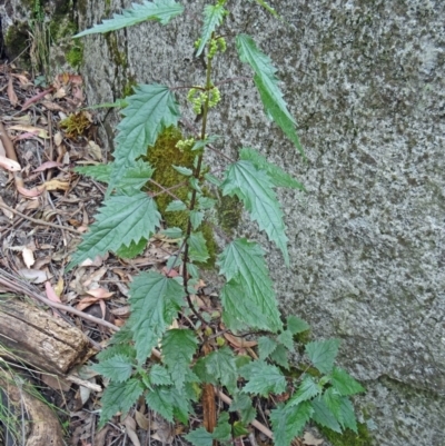 Urtica incisa