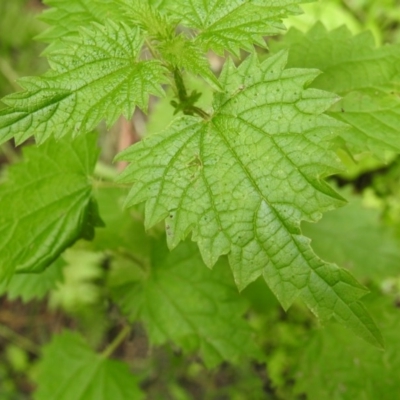 Urtica sp.