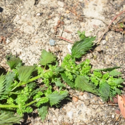 Urtica urens