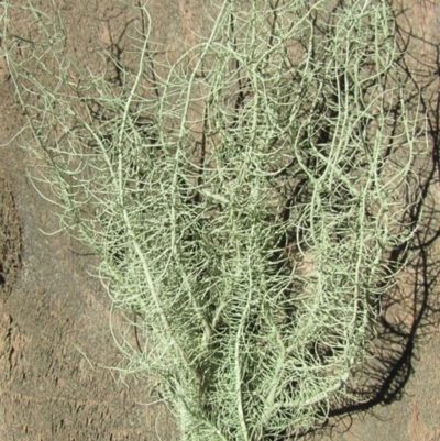 Usnea baileyi