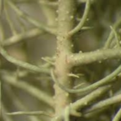 Usnea baileyi