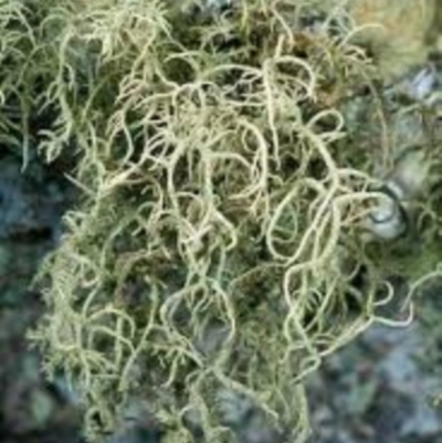 Usnea baileyi