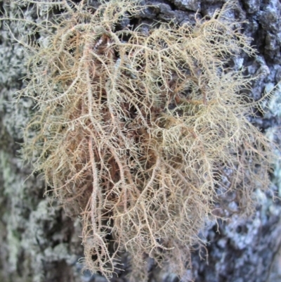 Usnea rubicunda