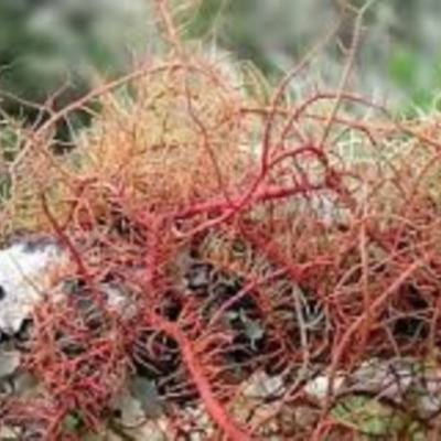 Usnea rubicunda