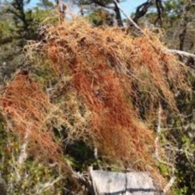 Usnea rubicunda