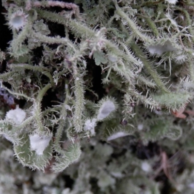 Usnea scabrida