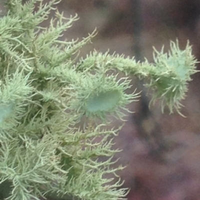 Usnea scabrida