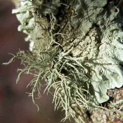 Usnea sp. (genus)