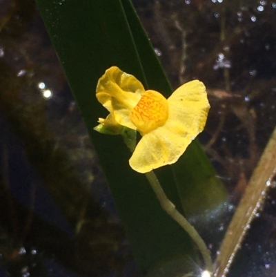 Utricularia australis