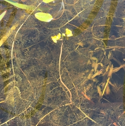 Utricularia australis